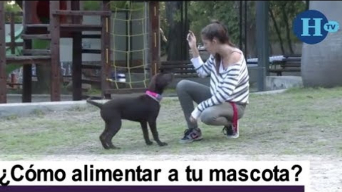 ¿Cómo debemos alimentar a nuestras mascotas?