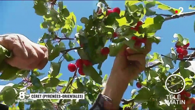 Pyrénées-Orientales : les cerises du président de la République s’annoncent bonnes