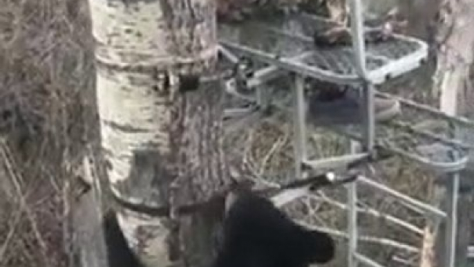 Un ours très curieux rend visite à un chasseur dans un arbre