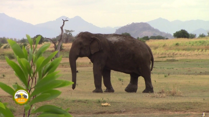 Injured massive elephant !