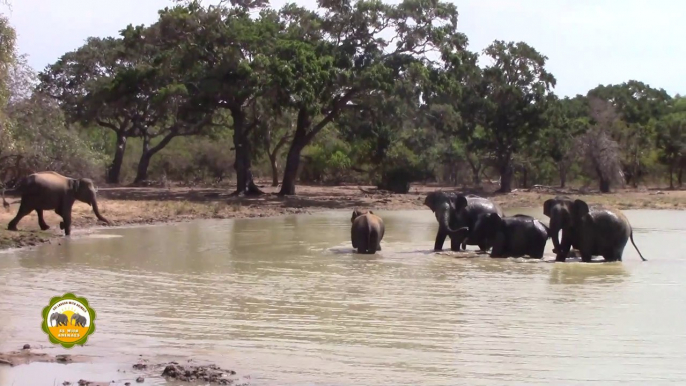 Herd of elephants at the Yala national park !