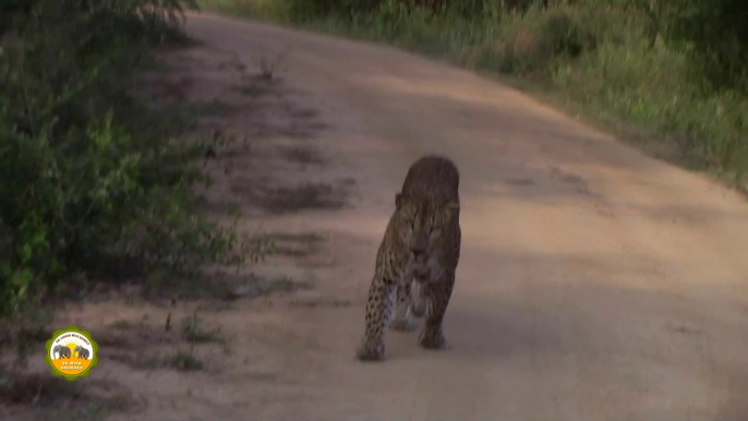 Huge leopard at the Yala national park !