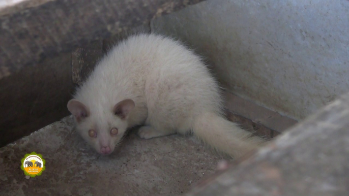 albino civet cat !