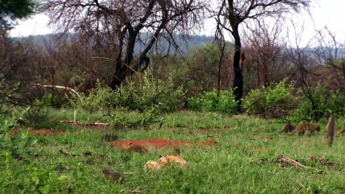 Lion Vs Leopard Vs Mongoose Fight ¦ Most Amazing Moments Of Wild Animal Fights