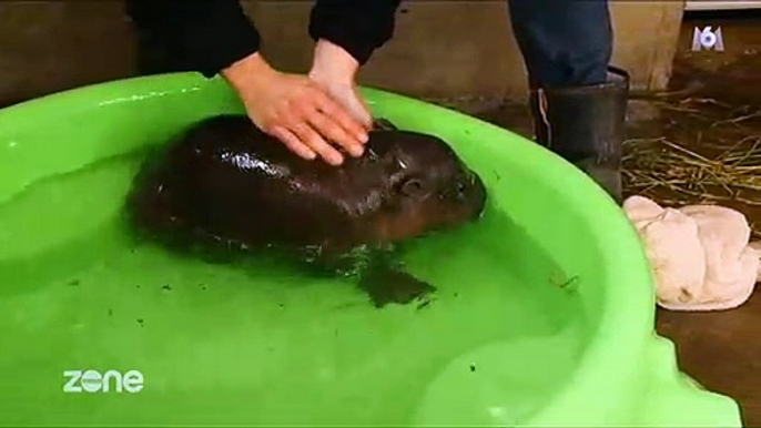 "Zone Interdite" assite au premier bain d'un bébé hippopotame et ça fait craquer les téléspectateurs ! Regardez