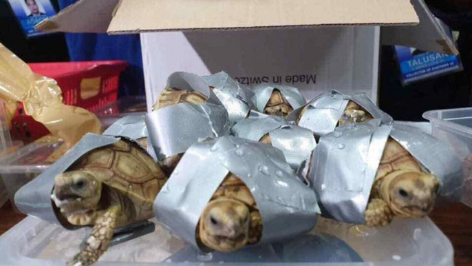 More than 1,500 turtles and tortoises found in suitcases at Manila airport