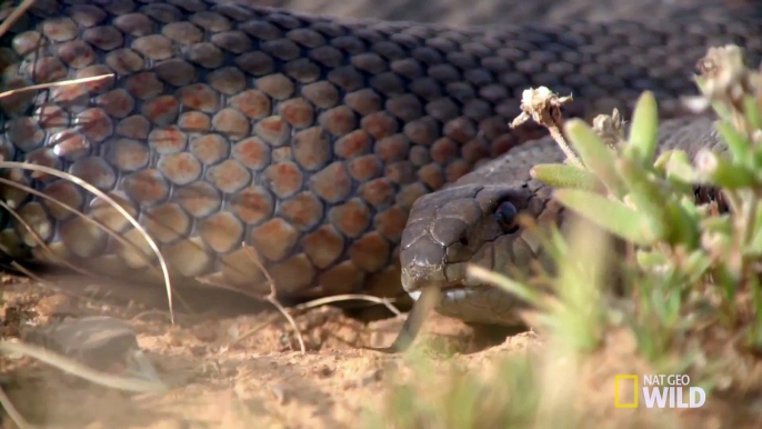 African serval Cat Attack King Cobra Snake ¦  Struggle For Survival In South Africa