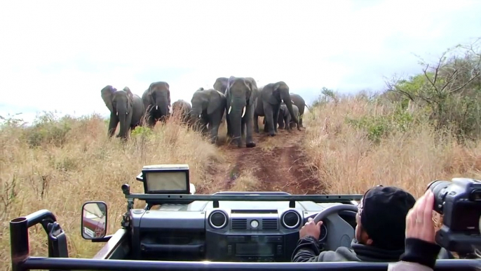 Ils se font charger par une horde d'éléphants