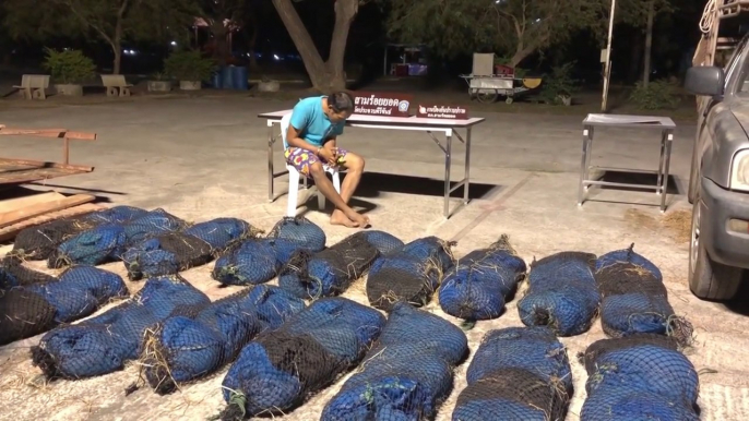 Seventy-six wild pangolins rescued in Thailand before being smuggled to China