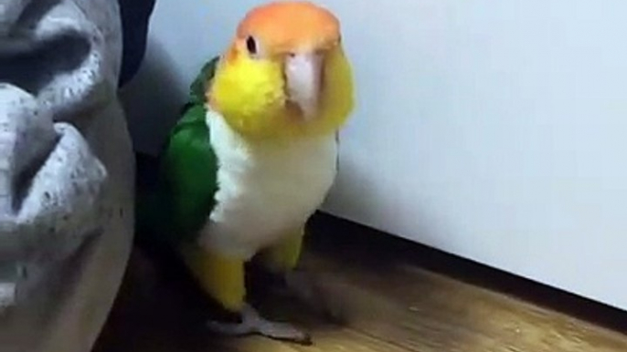 Funny Parrot cutest fisher parrot top birds videos 2019