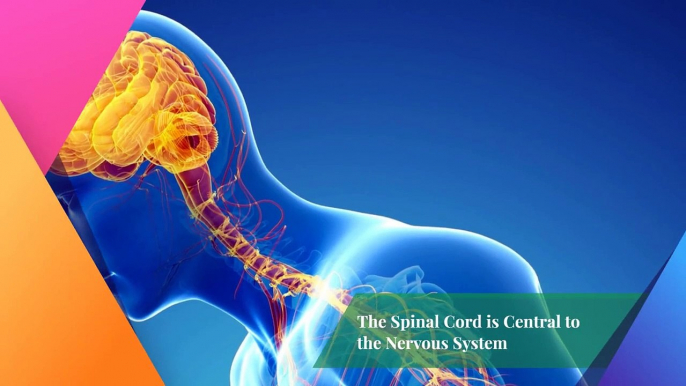 Vertebral Subluxation Know the Causes, Symptoms, and Solutions