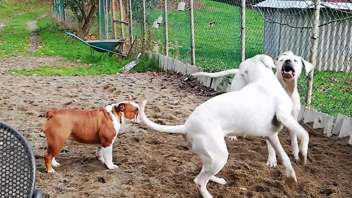 Bulldog Inglese e Dogo Argentino