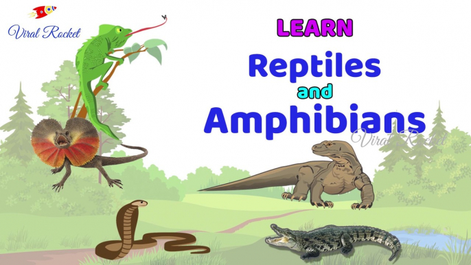 Learn Reptiles and Amphibians for Kids || Reptiles For Children in English | Amphibians names For Kids In English ||  Viral Rocket