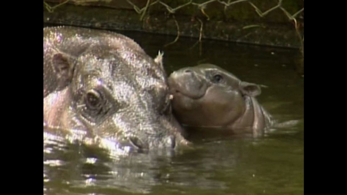Baby Pygmy Hippo Takes First Swim