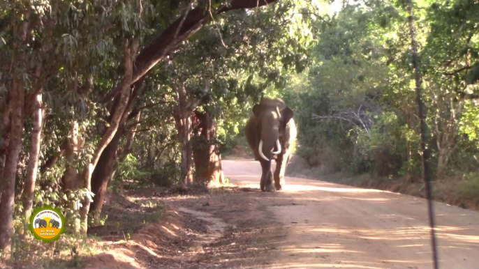 Massive tusker at the Yala national park !