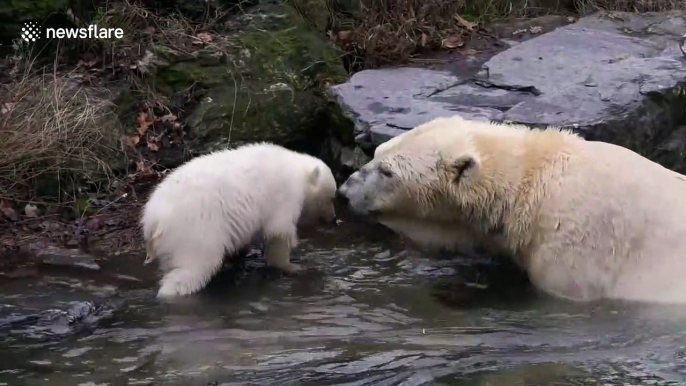 Heartwarming moment polar bear cub takes her very first steps into the outside world