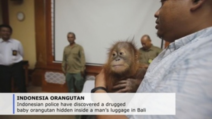 Indonesian police find drugged baby orangutan inside Russian's suitcase