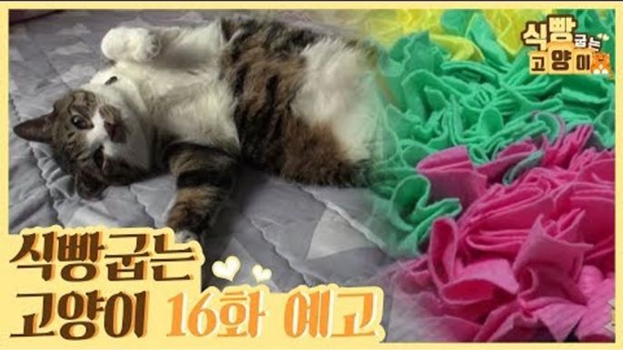 [16회 예고] 식빵굽는 고양이, 뱃살왕자 티버 & 먹보 주군이 식습관 개선