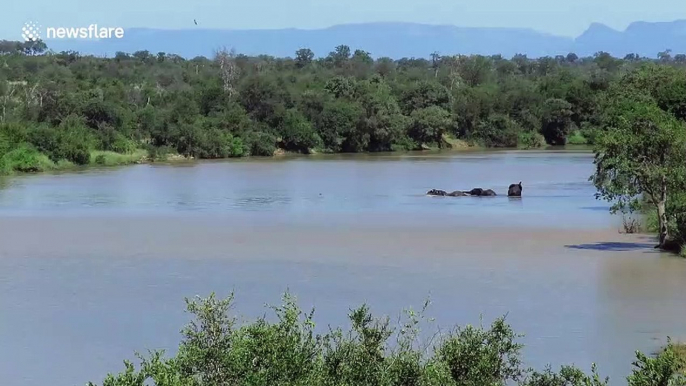 Dramatic moment herd of elephants rescue drowning calf