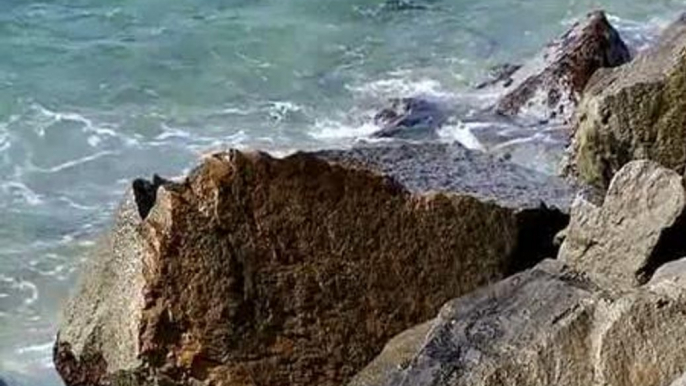 Una alga en las playas del Maresme complica las vacaciones a los turistas