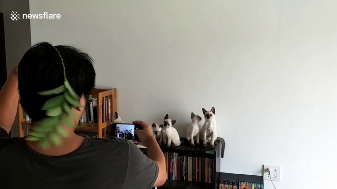 This is how you get six Siamese kittens to pose for a photo