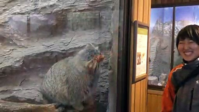 Ce gros chat sauvage veut jouer avec une touriste... Trop mignon