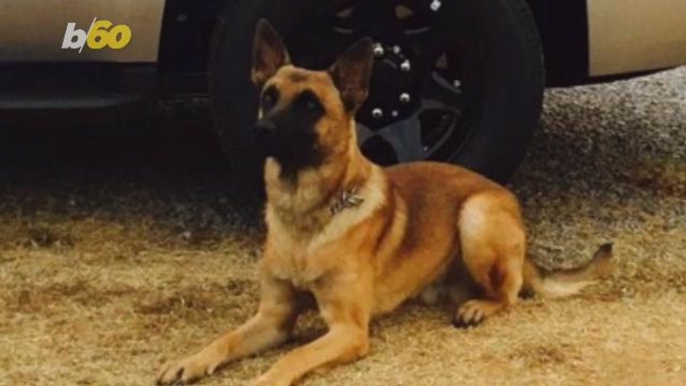 Go Fetch! Police Dog Bites, Takes Down Suspected Carjacker