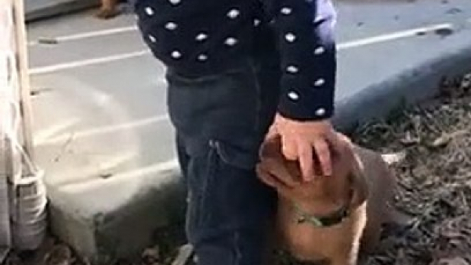 Trop mignon ce bébé joue avec des chiots !