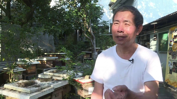 À Hong Kong, l'homme qui récoltait le miel à mains nues