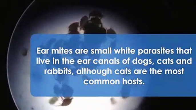 Ear Mites in the ear canals of your Pet