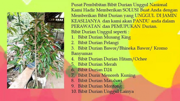 ASLI .! HP/WA : 0822-2022-8118,  Jual Pohon Durian Unggul di Semarang, Jual Pohon Durian Tembaga di Surakarta