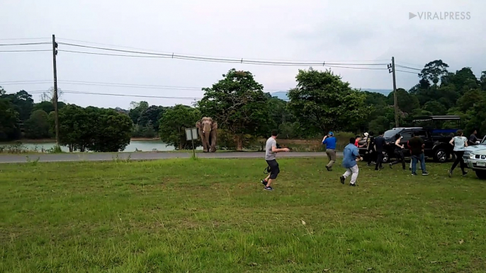 Tourists Run When Wild Elephant Walks Towards Them