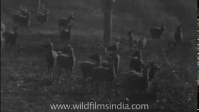 Archival wildlife footage from pre-Independence India