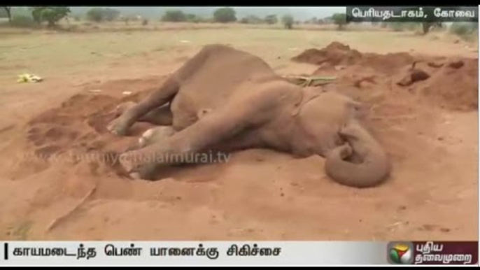 Injured female wild elephant being treated at Coimbatore: Details by our correspondent