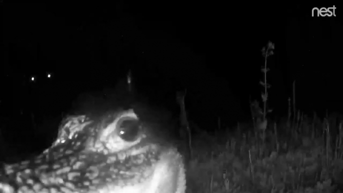 Ce petit alligator est bien décidé à manger une caméra de surveillance