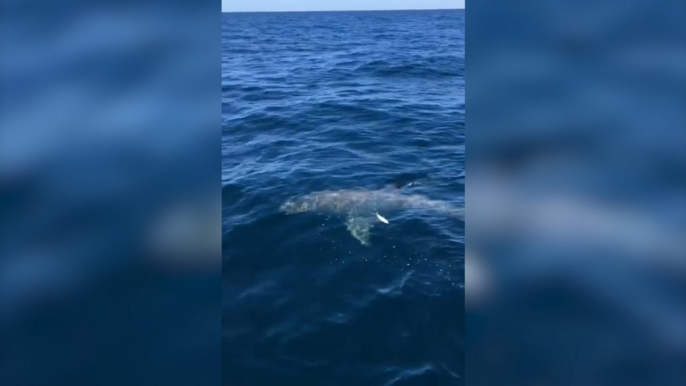 Great White Shark Spotted Off The Coast Of Florida