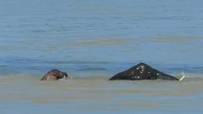 Dramatic Moment Herd of Elephants Rescue Drowning Calf