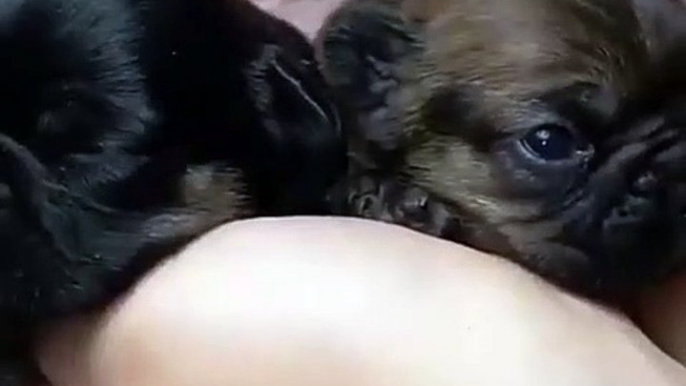 Ces bébés bulldog vont vous arracher un sourire. Adorables !