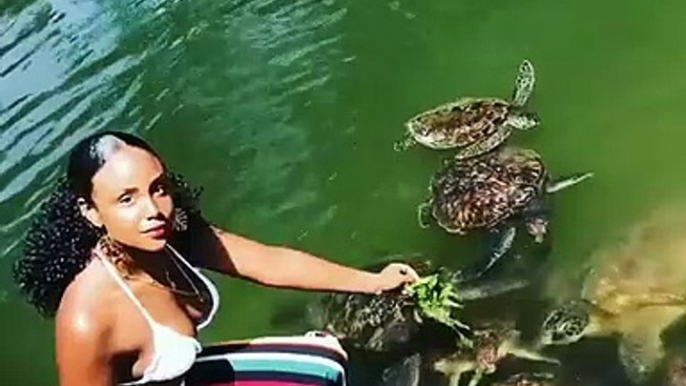 Quand une nymphe nourrit les tortues, voici ce que ça donne. Magnifique !