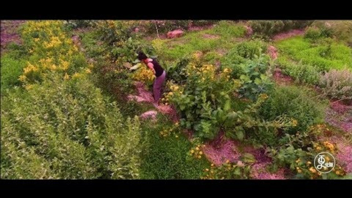 The Botanist Build a Herb Garden in Beijing to Memorize His Daughter | More China