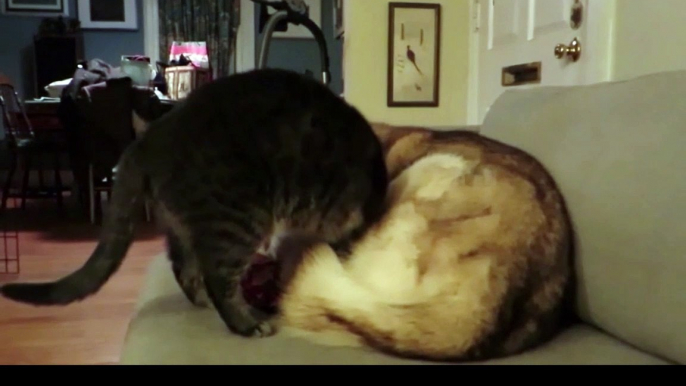 Cat hilariously decides to sleep on top of husky dog!