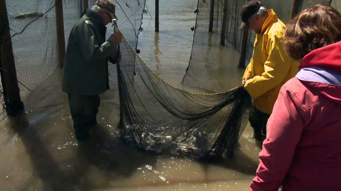 Pêche à fascine: Le respect des traditions de Pêcheries Charlevoix