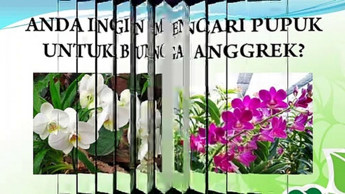 JUAL Pupuk Untuk Anggrek Tanah Di Banjarnegara, HP/WA : 0822-2022-8118