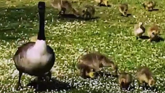 Admirez ces adorables petits canards qui se dandinent dans un jardin public !