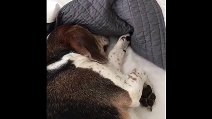 This dog's lips move in a hilarious way while sleeping