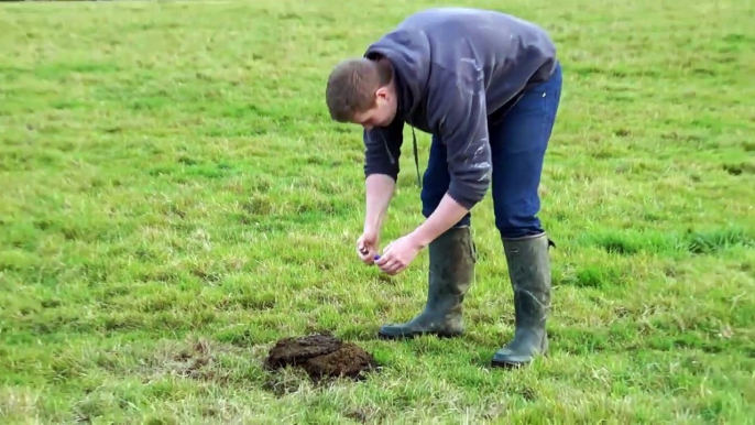 Pétard dans une bouse de vache, il prend tout en plein visage !