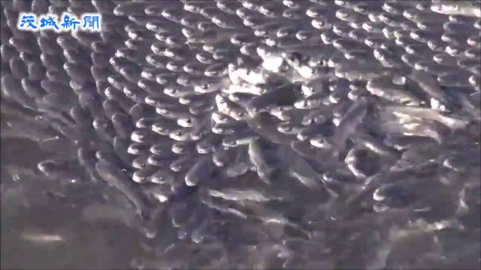 Des milliers de poissons réunis dans ce port en Chine... Impressionnant