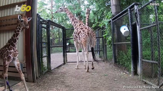 Adorable Baby Giraffe Gets Corrective Shoes and Takes First Steps Towards Recovery