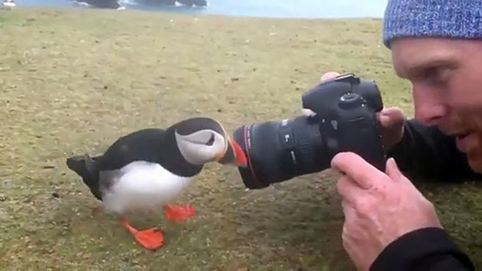 Curieux, cet oiseau vient toucher l'appareil photo du photographe ! Macareux - Puffin