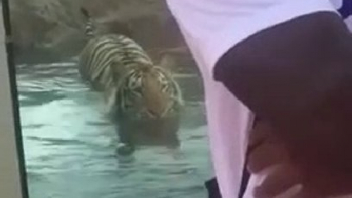 Un tigre chasse les touristes en cachette au zoo !